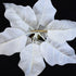 Poinsettia with Clip - White
