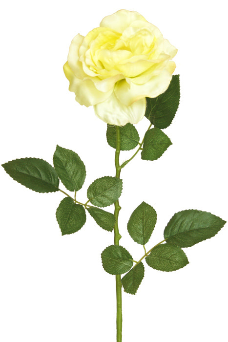 Rose - Chelsea Full Bloom - Cream White