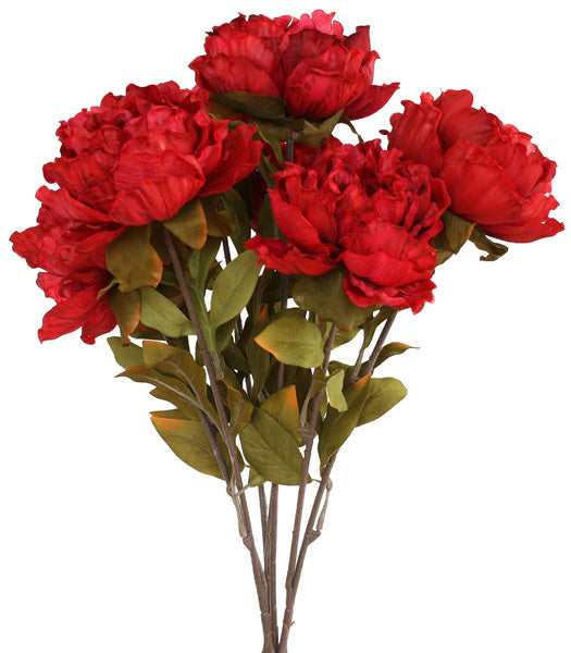 Peony Bunch - Colombo Street Red - Box Lot Deal (4)