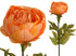 Peony Rose Petticoat - Apricot