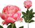 Peony Rose Petticoat - Pink