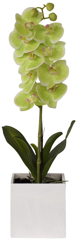 Orchid Potted - Natural Jade Green