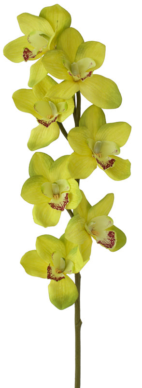 Orchid Cymbidium - Tropical Green
