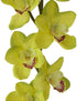 Orchid Cymbidium - Tropical Green