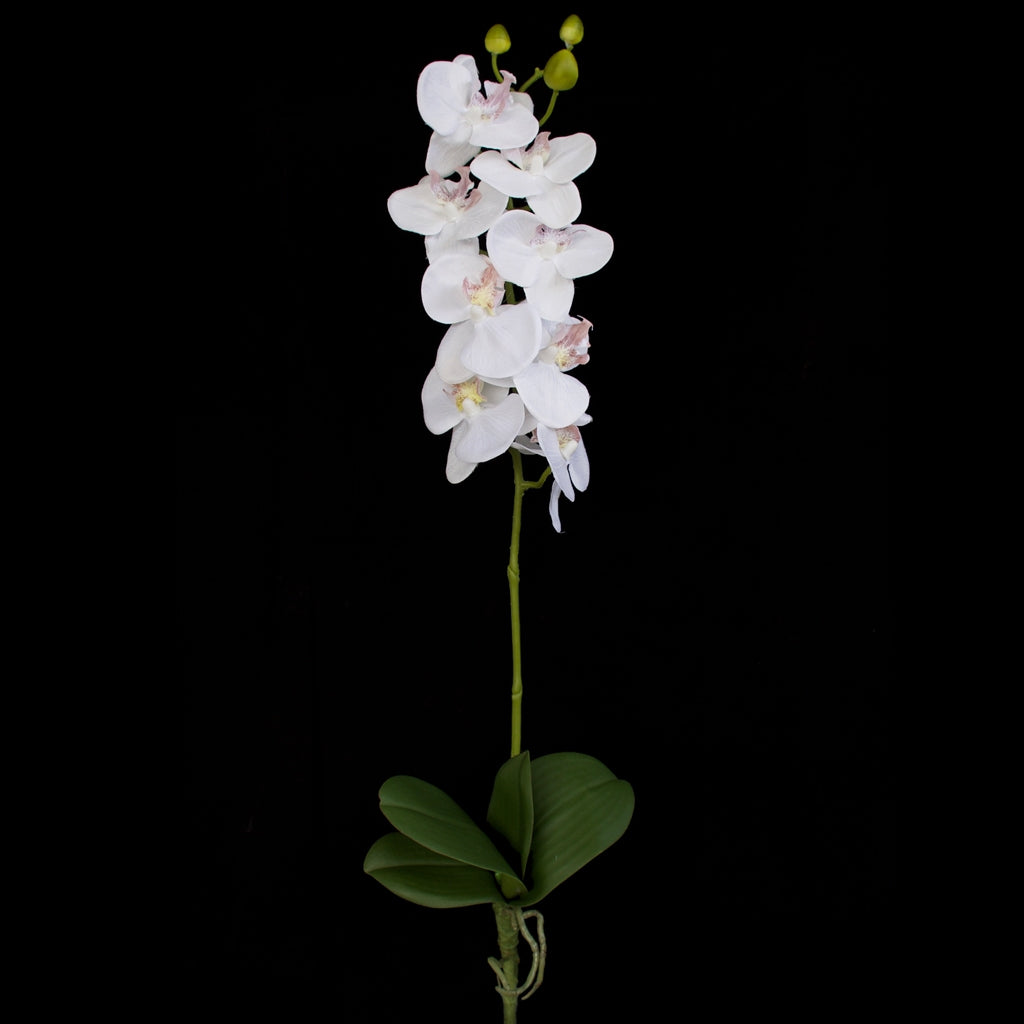 Orchid - White - 60cm ✰✰✰ HALF PRICE SPECIAL ✰✰✰