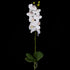 Orchid - White - 60cm ✰✰✰ HALF PRICE SPECIAL ✰✰✰