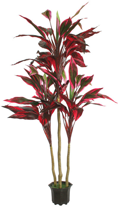 Tree - Dracaena - Burgundy - 135cm