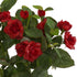 Rose - Diamond Bush - Valentine Red