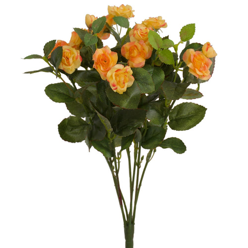 Rose - Diamond Bush - Apricot Orange