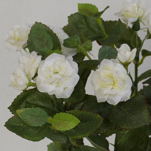 Rose - Diamond Bush - White Pearl