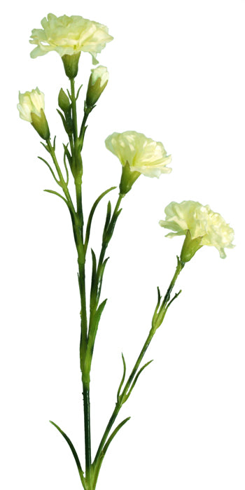 Carnation Spray - Cream White