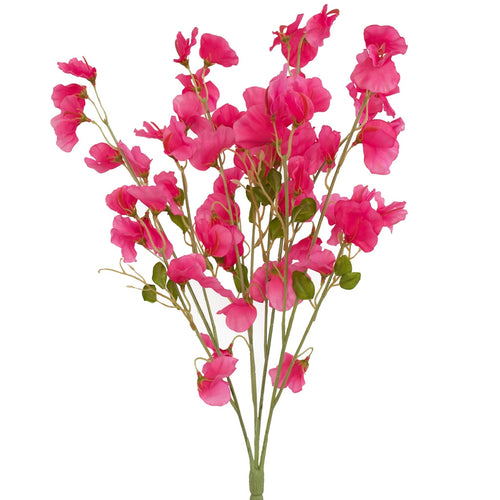 Sweet Pea Flowers - Pink Siouxsie