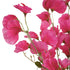 Sweet Pea Flowers - Pink Siouxsie - Box Lot Deal (4)