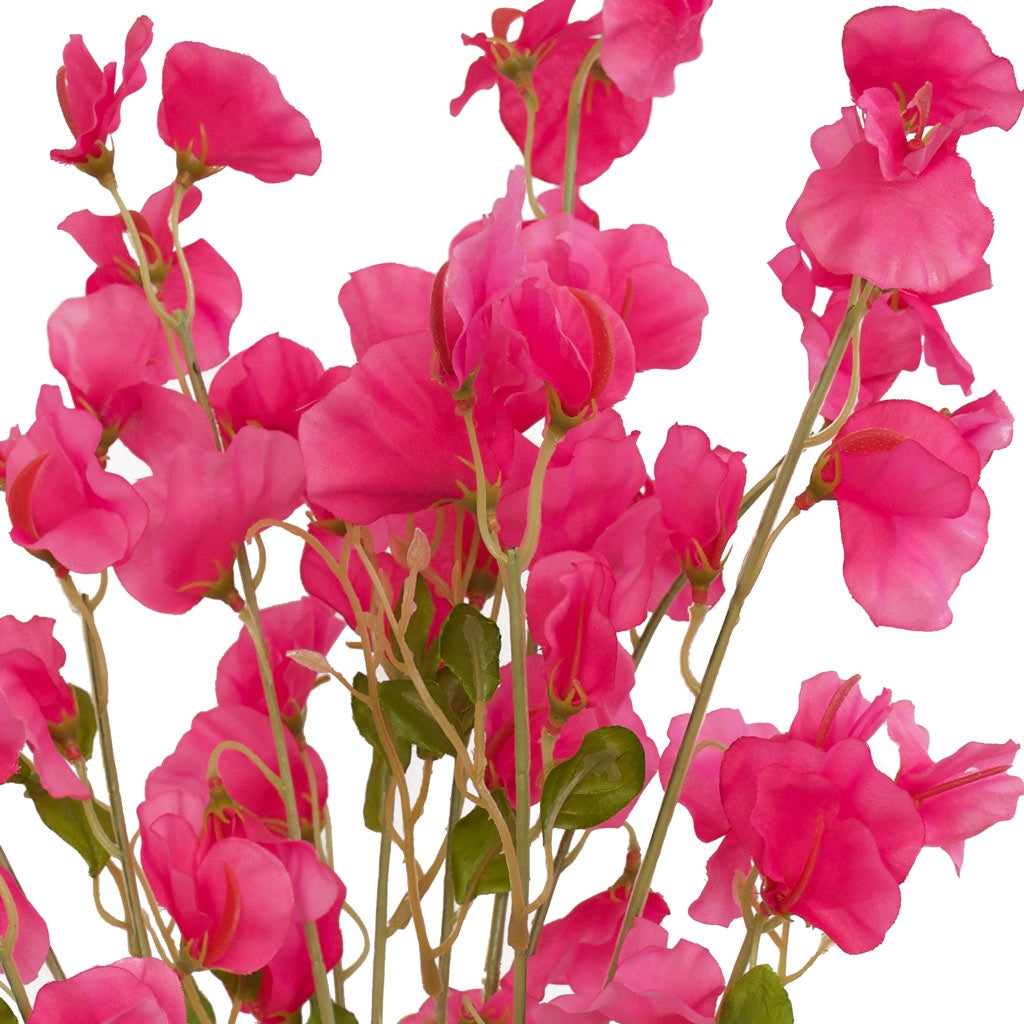 Sweet Pea Flowers - Pink Siouxsie - Box Lot Deal (6)