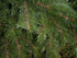 Christmas Tree - Artificial - NZ Pine 12ft / 3.66m