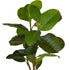 Artificial Fig Tree from Decorflowers.co.nz
