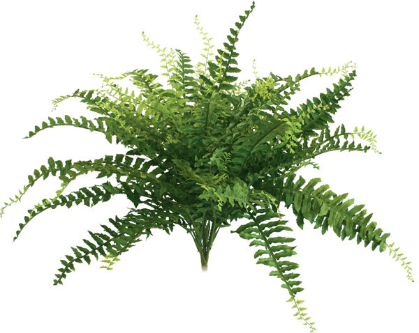 Large Crown Fern NZ from Decorflowers.co.nz