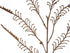New Zealand Brown Koru Fern from Decorflowers.co.nz