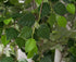 Premium Silver Birch Tree from Decorflowers.co.nz