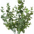 Eucalyptus filler for flower arrangements from Decorflowers.co.nz