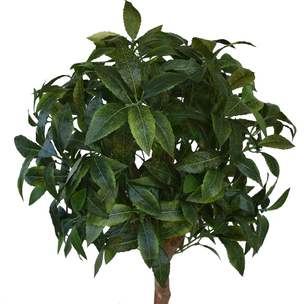 Bay Tree from Decorflowers.co.nz