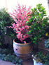 Magnolia Evergreen Tree - Artificial