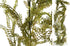 Kowhai Garland - 6ft/183cm - Box Lot Deal (4)