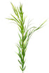 Bamboo Grass - Extra Tall